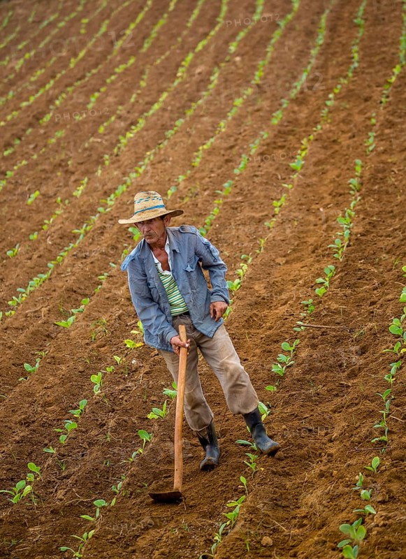 Tobacco (Nicotiana), Baür works his tobacco field in the Vinales Valley, Cuba, Pinar del Río, Cuba, Pinar del Río