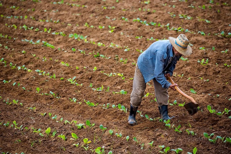 Tobacco (Nicotiana), Baür works his tobacco field in the Vinales Valley, Cuba, Pinar del Río, Cuba, Pinar del Río