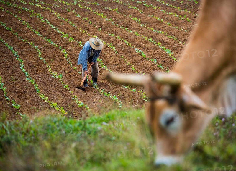 Tobacco (Nicotiana), Baür works his tobacco field in the Vinales Valley, Cuba, Pinar del Río, Cuba, Pinar del Río