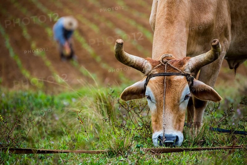 Ploughed cattle in the Vinalestal, Cuba, Pinar del Río, Cuba, Pinar del Río
