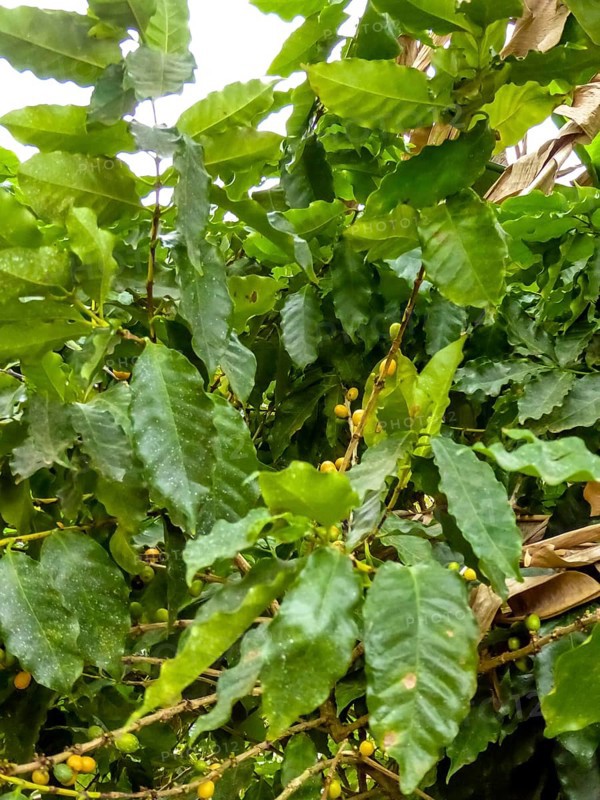 Banana leaves, Viñales, Cuba, Pinar del Río, Cuba