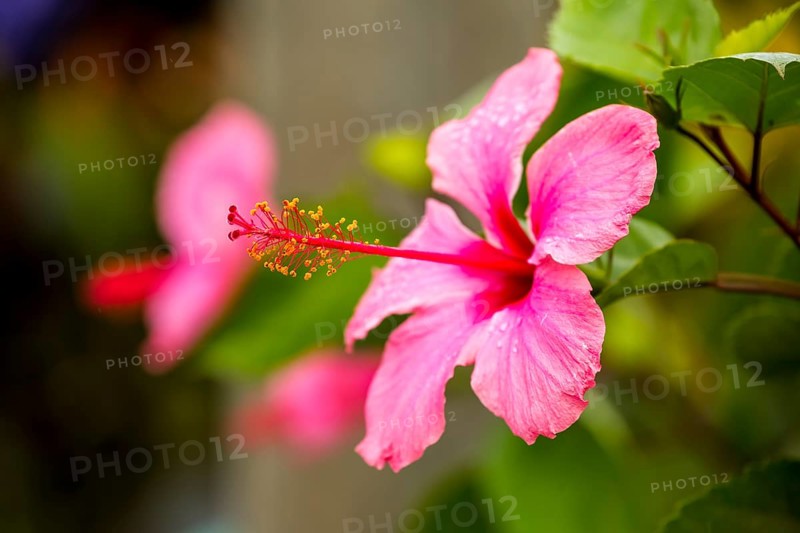 Pink Hibiscus (Hibiscus clayi), Hibiscus, Hibiscus flower, Viñales, Cuba, Pinar del Río, Cuba, Viñales, Pinar del Río
