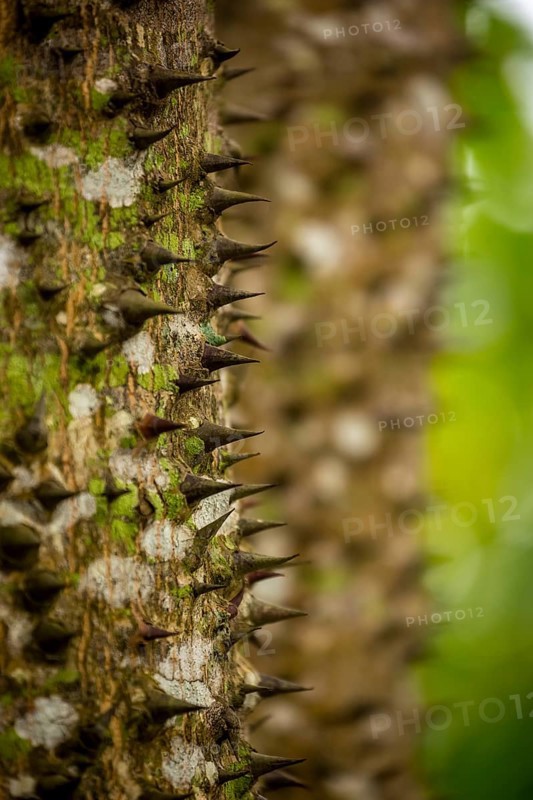 Florett silk tree (Ceiba speciosa) with travel guide, Viñales, Cuba, Pinar del Río, Cuba, Viñales, Pinar del Río