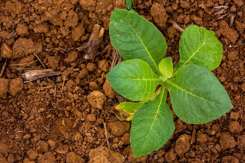 Tobacco (Nicotiana), Tobacco plants, Viñales, Cuba, Pinar del Río, Cuba, Viñales, Pinar del Río