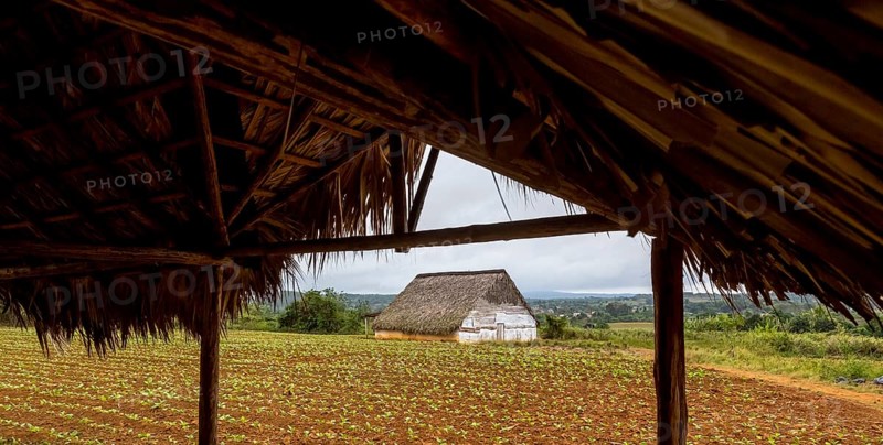 Leaf-covered shelter near a drying barn for tobacco plants, Viñales, Cuba, Pinar del Río, Cuba, Viñales, Pinar del Río