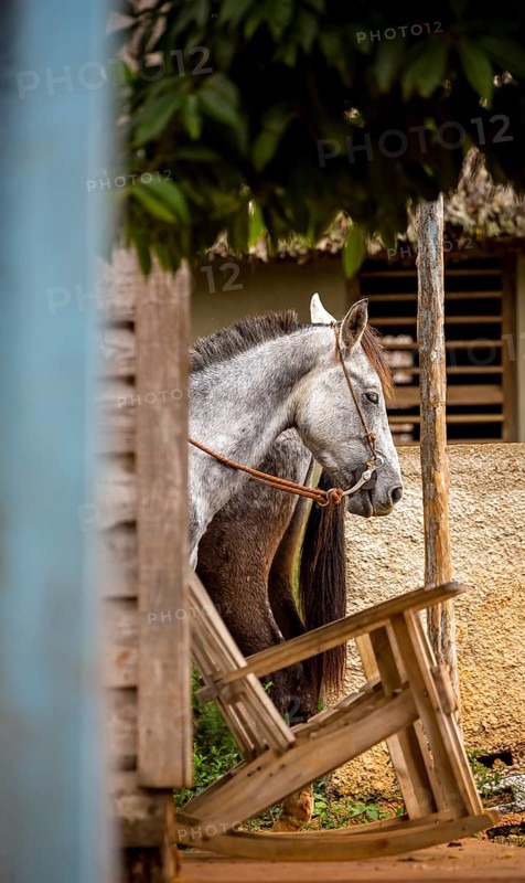 Tied horse on a terrace with rocking chair, Viñales, Cuba, Pinar del Río, Cuba, Viñales, Pinar del Río