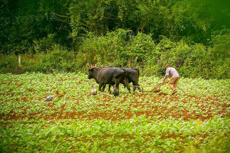 Baür flügt mit zwei Bullen eeinen Tabakacker, Tobacco field, Agriculture, Tobacco (Nicotiana), Viñales, Cuba, Pinar del Río, Cuba, Viñales, Pinar del Río