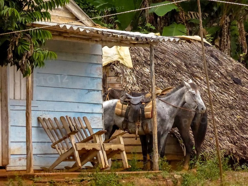 Tied horse on a terrace with rocking chair, Cuba