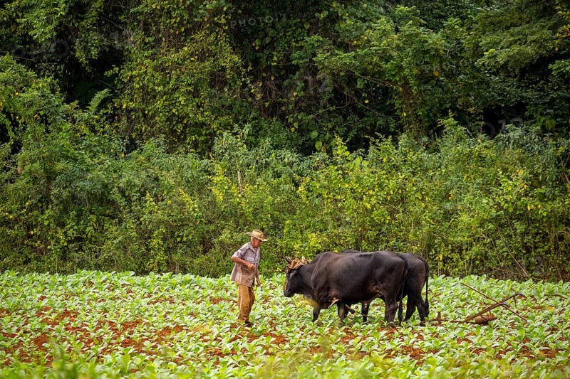 Baür flügt mit zwei Bullen eeinen Tabakacker, Tobacco field, Agriculture, Tobacco (Nicotiana), Viñales, Cuba, Pinar del Río, Cuba, Viñales, Pinar del Río
