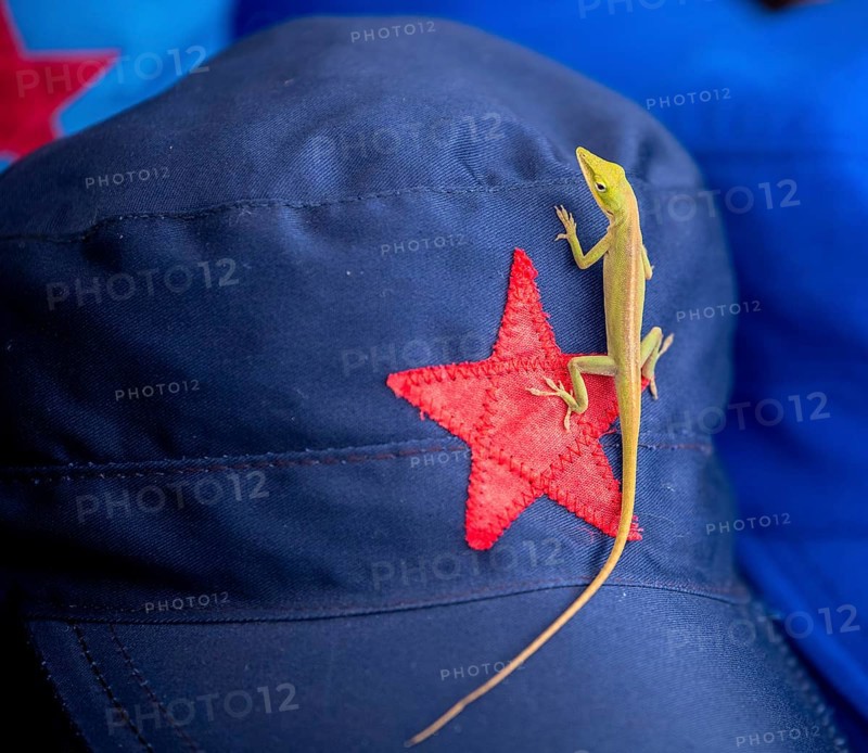 Blue cap with red soviet star and gecko (Gekkonidae), La Habana, Cuba, Caribbean, Central America, Cuba, Europe, aerial view, birds-eyes view, aerial photography, aerial photography, aerial photography, overview, bird's eye view