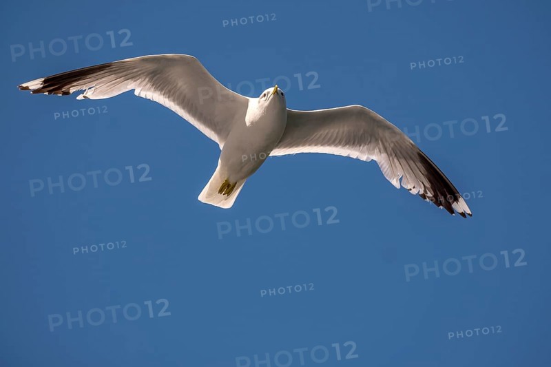 Flying mantled seagull, Larus marinus, spread wings, blue sky, Bakka, Sogn og Fjordane, Norway, Scandinavia, Europe, NOR, travel, tourism, destination, sightseeing, sea voyage, Hurtigruten, Hurtigruten trip, tourism, Norwegian, Scandinavian, tourist, cruise, adventure trip, bird, animal, sea, fjord, flying