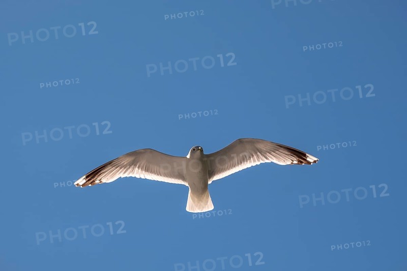 Flying mantled seagull, Larus marinus, spread wings, blue sky, Bakka, Sogn og Fjordane, Norway, Scandinavia, Europe, NOR, travel, tourism, destination, sightseeing, sea voyage, Hurtigruten, Hurtigruten trip, tourism, Norwegian, Scandinavian, tourist, cruise, adventure trip, bird, animal, sea, fjord, flying