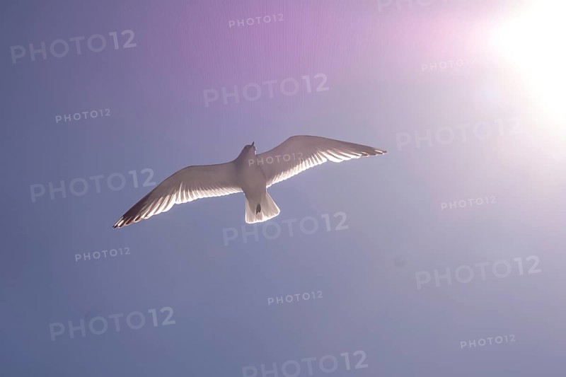 Flying mantled seagull, Larus marinus, spread wings, blue sky, Bakka, Sogn og Fjordane, Norway, Scandinavia, Europe, NOR, travel, tourism, destination, sightseeing, sea voyage, Hurtigruten, Hurtigruten trip, tourism, Norwegian, Scandinavian, tourist, cruise, adventure trip, bird, animal, sea, fjord, flying