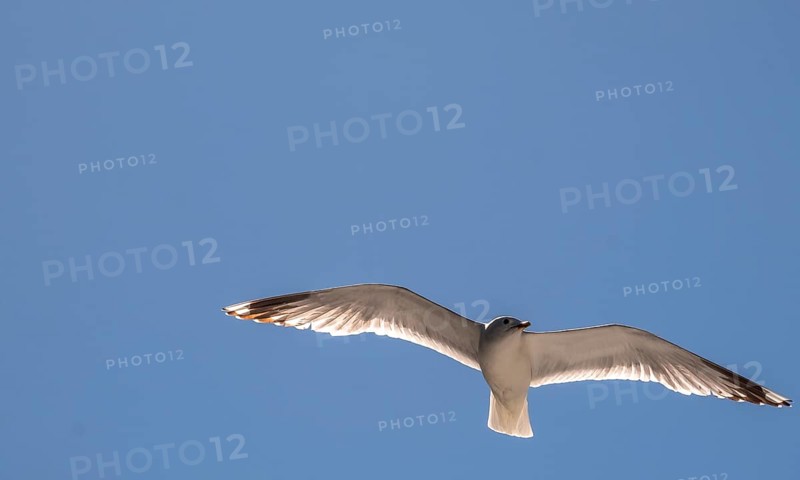 Flying mantled seagull, Larus marinus, spread wings, blue sky, Bakka, Sogn og Fjordane, Norway, Scandinavia, Europe, NOR, travel, tourism, destination, sightseeing, sea voyage, Hurtigruten, Hurtigruten trip, tourism, Norwegian, Scandinavian, tourist, cruise, adventure trip, bird, animal, sea, fjord, flying