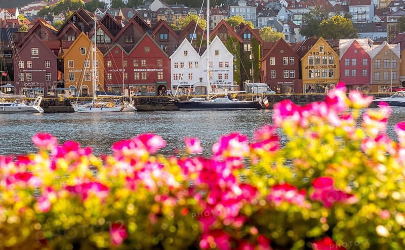 Colourful row of houses in the harbour of the city of Bergen, sailing ships, Hordaland, Norway, Scandinavia, Europe, Bergen, NOR, travel, tourism, destination, sightseeing, sea voyage, Hurtigruten, Hurtigruten trip, tourism, Norwegian, Scandinavian, tourist, cruise, adventure trip, shipping, sailing, trees, flowers, pink flowers