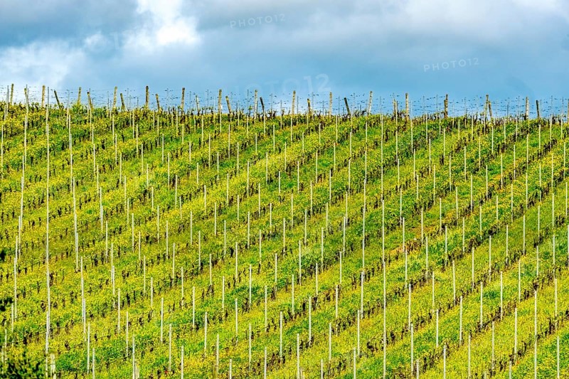 Sardinia, Azienda Vitivinicola, Winery and vineyards, Coddu Vecchiu, Arzachena, Europe, Province of Sassari, Italy, agriculture, cultivation, view, soil, hill, cultivated, culture, landscape, farming, nature, outdoor, panorama, plants, production site, vines, region, sightseeing, summer, sun, scenic, daylight, tourism, tradition, grapes, vineyards, vineyards, winery, wine production, wine tourism, wine industry, winery, historical, Italian, rural, Mediterranean