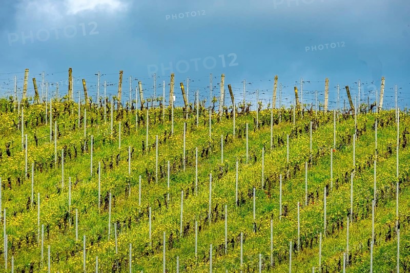 Sardinia, Azienda Vitivinicola, winery and vineyards, Coddu Vecchiu, Arzachena, Europe, Province of Sassari, Italy, farmland, agriculture, cultivation, grape harvest, fermentation, hills, cellar, heritage, landscape, farming, nature, olive trees, panoramic view, vines, rows, sightseeing, terroir, tourism, tradition, tasting, viticulture, vineyards, wine bottles, wine region, winery, grape harvest, wine production, wine region, grapes, winegrower, rural, picturesque, Mediterranean, sunlit, touristic
