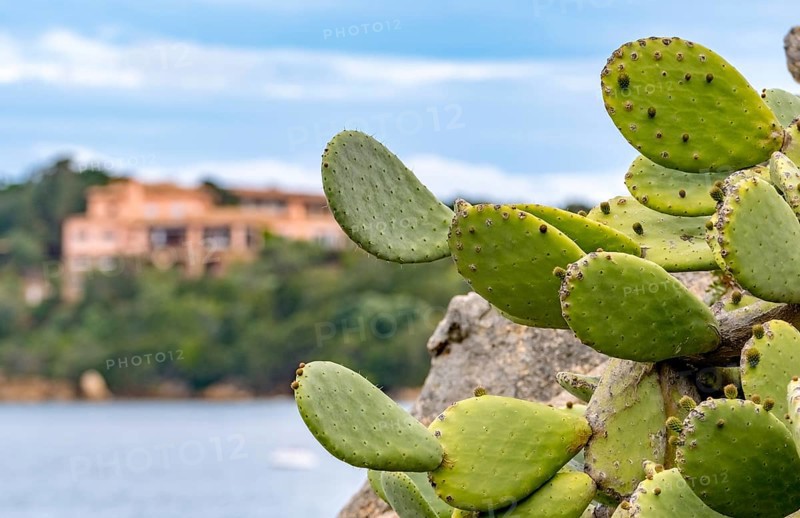 Sardinia, cactus plant prickly pear (opuntia ficus-indica), worth seeing harbour town Porto Cervo, Arzachena, Europe, province Sassari, Italy, architecture, prickly pear, flora, harbour, harbour town, island, cactus plant, climate, coast, landscape, nature, Opuntia ficus-indica, plants, Porto Cervo, travel, sightseeing, urban, succulents, tourism, holiday, botanical, picturesque, Mediterranean, summery, vegetation
