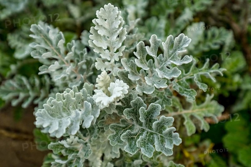Sardinia, silver ragwort (jacobaea maritima), also silver ragwort, flower plant, Arzachena, Europe, Sassari province, Italy, flower, leaves, leaf structure, botany, field, flora, garden, horticulture, herbs, landscape, vividness, nature, outdoor, plant, sightseeing, silver ragwort, tourism, environment, growth, silver ragwort, wild plant, ornamental plant, botanical details, jacobaea maritima, mediterranean, silvery, summery, sunny, vegetation