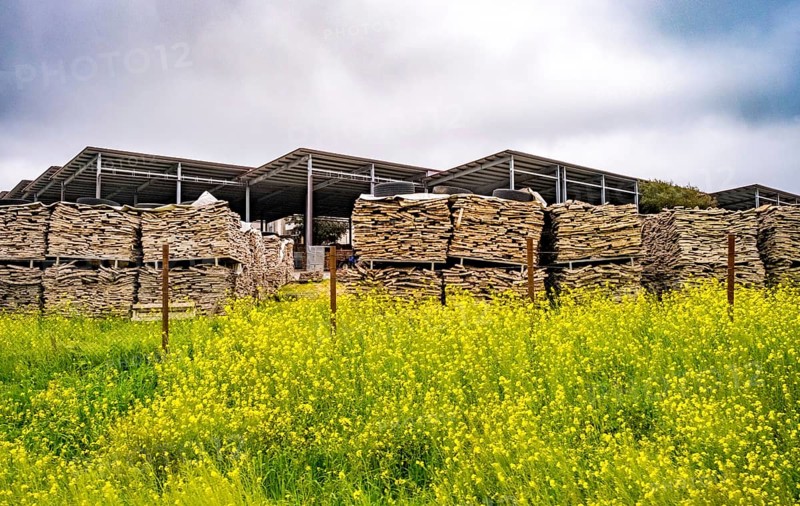 Sardinia, storage place wood pile in front of green meadow with yellow flowers, production of wine corks and garments, Tempio, Calangianus, Europe, Province of Sassari, Italy, outdoor shot, blossoms, village, flora, handicraft, production, wood, wood production, wood pile, industry, garments, cork, storage place, landscape, agriculture, nature, production, region, resources, raw materials, sightseeing, summer, sun, day, textiles, tourism, tradition, environment, environment, wine cork, meadow, economy, peaceful, yellow flowers, green meadow, Italian, rural, Mediterranean, vegetation