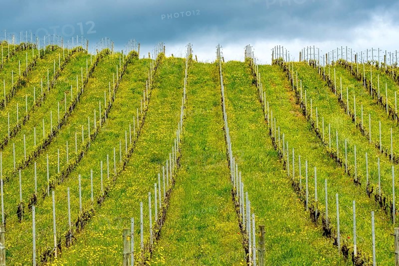 Sardinia, Azienda Vitivinicola, Winery and vineyards, Sky and clouds, Coddu Vecchiu, Arzachena, Europe, Province of Sassari, Italy, Agriculture, Architecture, View, Exterior view, Fields, Buildings, Green, Sky, Hills, Idyllic, Landscape, Agriculture, nature, panorama, plants, vine, vine, vine rows, region, sightseeing, summer, tourism, tradition, growth cycle, viticulture, vineyards, winery, wine production, vines, clouds, peaceful, geographical, agricultural, rural, Mediterranean