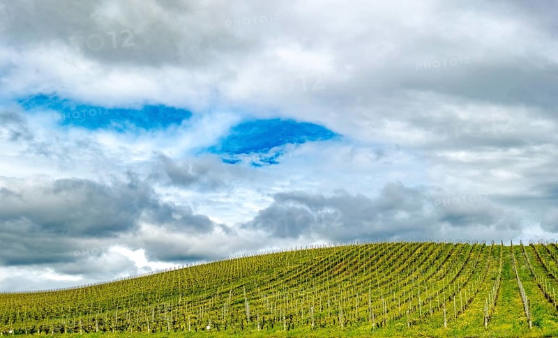 Sardinia, Azienda Vitivinicola, winery and vineyards, sky and clouds, Coddu Vecchiu, Arzachena, Europe, Province of Sassari, Italy, agriculture, cultivation, architecture, outdoor, esplanade, holiday, flora, sky, hill, climate type, culture, heritage, landscape, agriculture, nature, panorama, vines, sightseeing, daylight, tourism, grapes, environment, viticulture, vineyards, winery, wine production, meadow, clouds, rural, picturesque, Mediterranean, Mediterranean landscape, regional identity, quiet