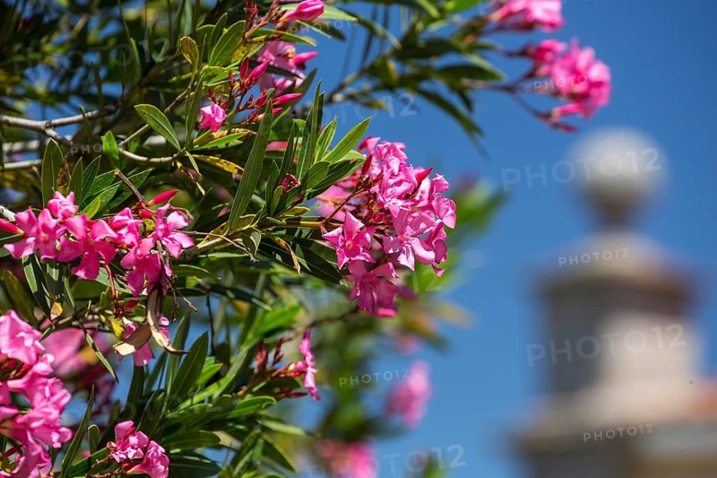 Oleander (Nerium oleander), Evora, Évora district, Portugal