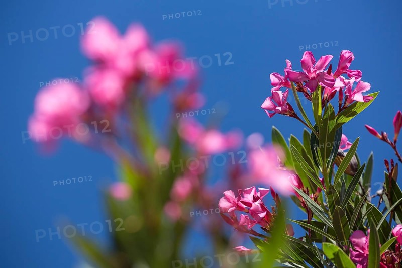 Oleander (Nerium oleander), Evora, Évora district, Portugal