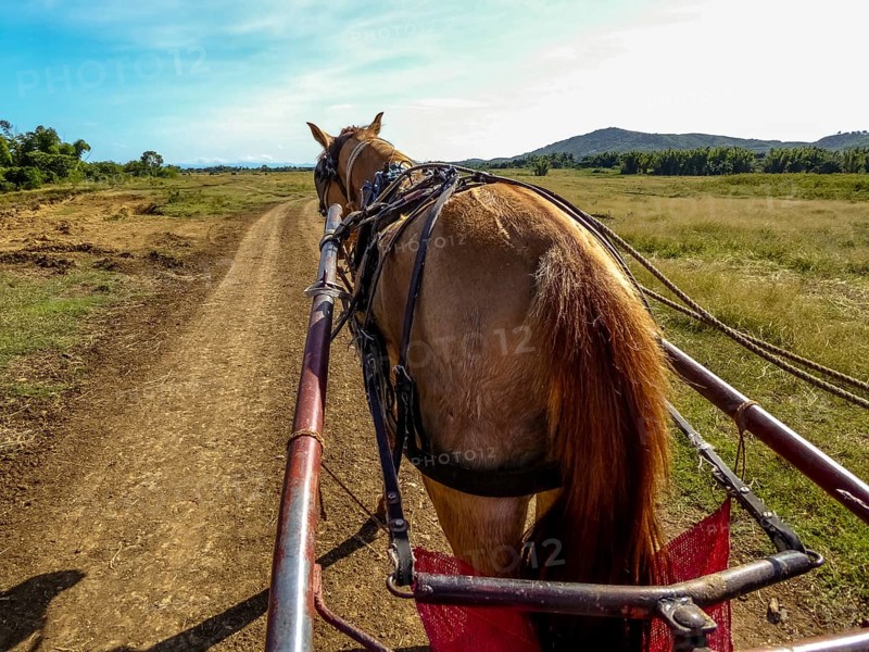 Horseback with drawbar of a single carriage in Valle de los Ingenios, Trinidad, Cuba, Sancti Spíritus, Cuba