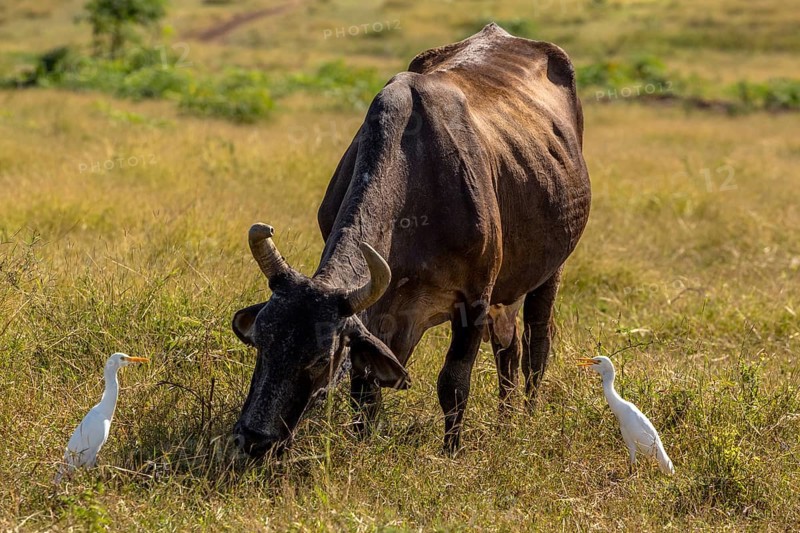 Cattle with cattle egrets Valle de los Ingenios, Trinidad, Cuba, Sancti Spíritus, Cuba, Sancti Spíritus
