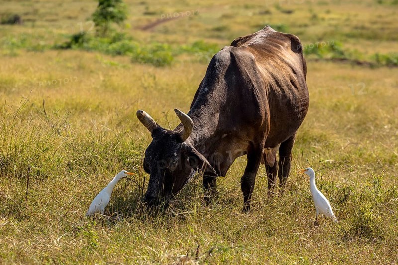 Cattle with cattle egrets Valle de los Ingenios, Trinidad, Cuba, Sancti Spíritus, Cuba, Sancti Spíritus