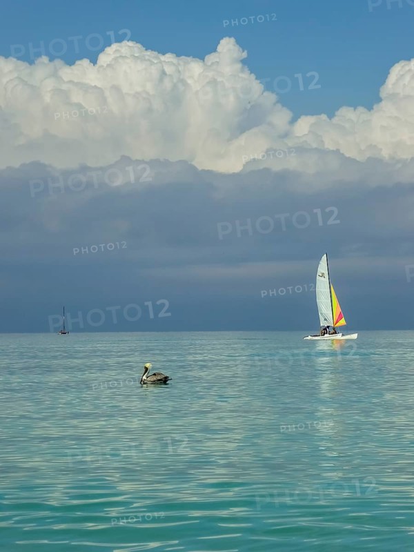 Sailing boat with pelican at the harbour of the hotel PARADISUS VARADERO RESORT SPA, Varadero, Cuba, Matanzas, Cuba, Central America