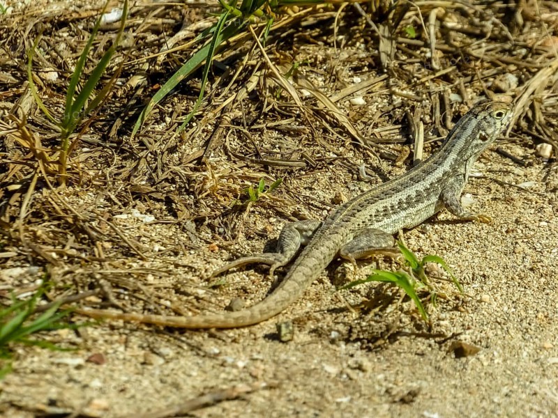 Lizard, Varadero, Cuba, Matanzas, Cuba, Central America