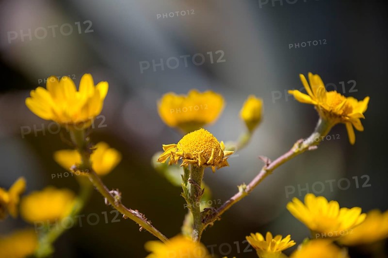 Yellow flowers, Cabo da Roca, westernmost point of the continent of Europe, Lisbon coast, São João das Covas, Lisbon district, Portugal