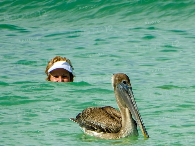 Pelicans on the beach of Varadero, Cuba, Matanzas, Cuba, Central America
