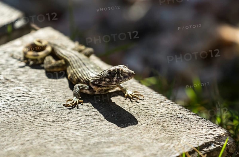 Lizard, Hotel PARADISUS VARADERO RESORT SPA Varadero, Cuba, Matanzas, Cuba, Central America, Varadero