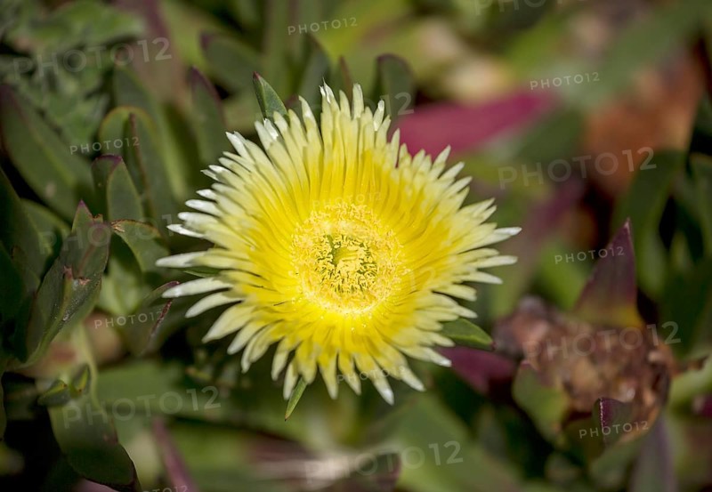 Edible noonday flower, also known as yellow noonday flower, horse fig, Hottentot fig or witch's finger (Carpobrotus edulis), Cabo da Roca lighthouse, westernmost point of the continent of Europe, Lisbon coast, São João das Covas, Lisbon district, Portugal