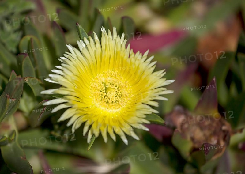 Edible noonday flower, also known as yellow noonday flower, horse fig, Hottentot fig or witch's finger (Carpobrotus edulis), Cabo da Roca lighthouse, westernmost point of the continent of Europe, Lisbon coast, São João das Covas, Lisbon district, Portugal