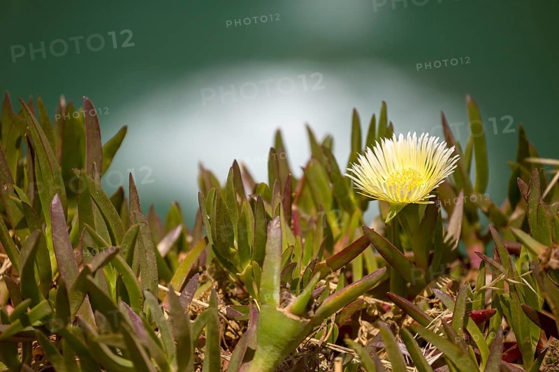 Edible noonday flower, also known as yellow noonday flower, horse fig, Hottentot fig or witch's finger (Carpobrotus edulis), Cabo da Roca lighthouse, westernmost point of the continent of Europe, Lisbon coast, São João das Covas, Lisbon district, Portugal