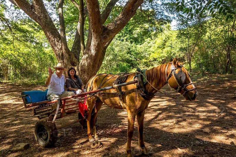Tourists on a horse-drawn carriage ride in the Valle de los Ingenios, Trinidad, Cuba, Sancti Spíritus, Cuba, Villa Clara