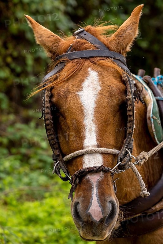 Cuban horse, horse head, Valle de los Ingenios, Trinidad, Cuba, Sancti Spíritus, Cuba, Sancti Spíritus