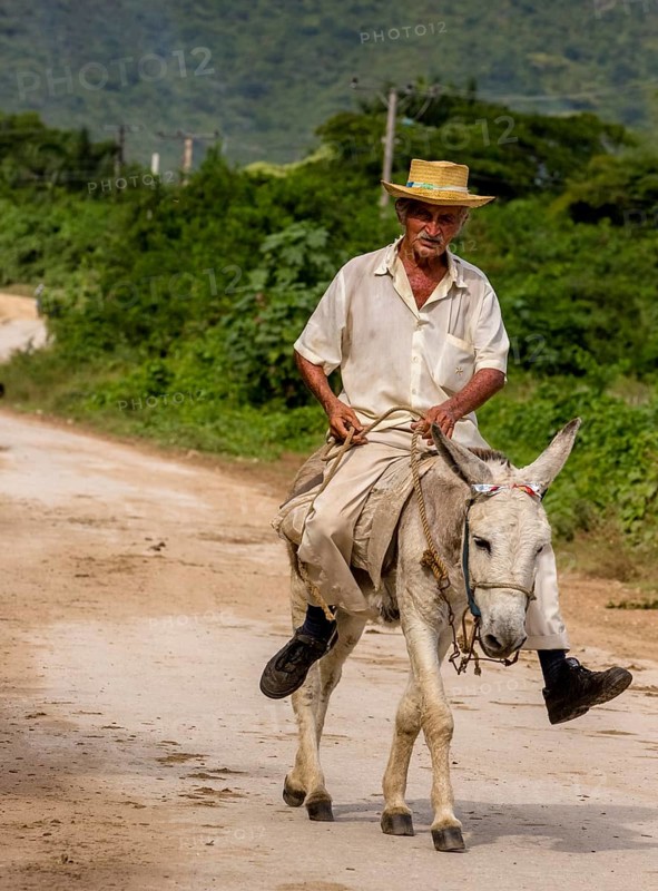 Old Cuban bear on a donkey mule with hat in Valle de los Ingenios, Trinidad, Cuba, Sancti Spíritus, Cuba