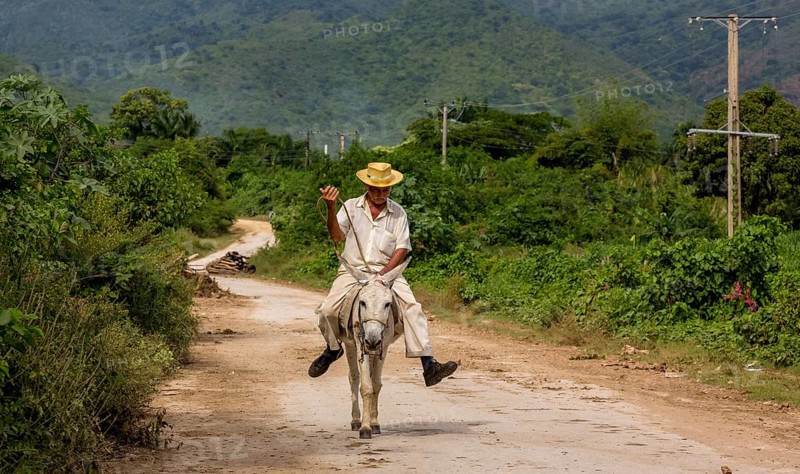 Old Cuban bear on a donkey mule with hat in Valle de los Ingenios, Trinidad, Cuba, Sancti Spíritus, Cuba