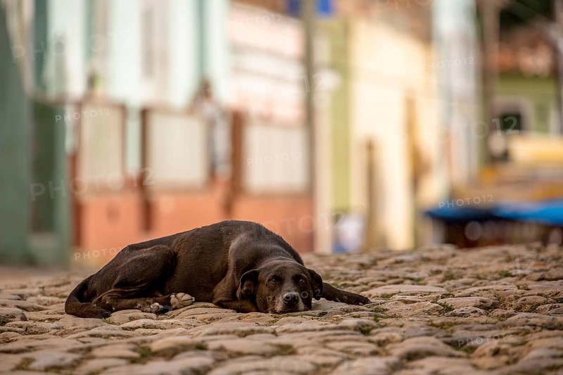 Street scene with sleeping brown dog in the old town of Trinidad, Trinidad, Cuba, Sancti Spíritus, Cuba, Sancti Spíritus