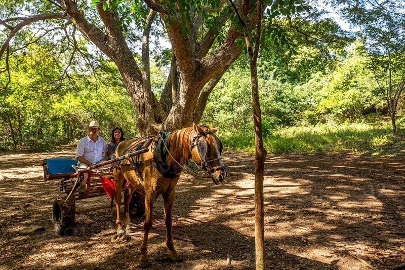 Tourists on a horse-drawn carriage ride in the Valle de los Ingenios, Trinidad, Cuba, Sancti Spíritus, Cuba, Villa Clara