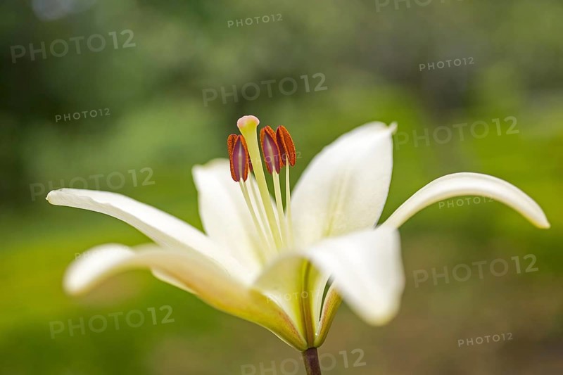 Flower with pistil and pollen, Casa de Sezim, Grande Escolha winery in the Minho region, the garden of Portugal, Nespereira, Braga district, Portugal, Europe, aerial view, birds-eyes view, travel, travel photography