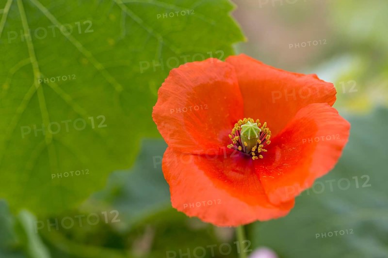 Vine, grapevine (Vitis vinifera), poppy blossom (Papaver rhoeas), vines and vine leaves of Mateus red wine, Casa de Mateus, palace with large gardens, Arroios, Vila Real district, Portugal, Europe, aerial view, birds-eyes view, Travel, travel photography