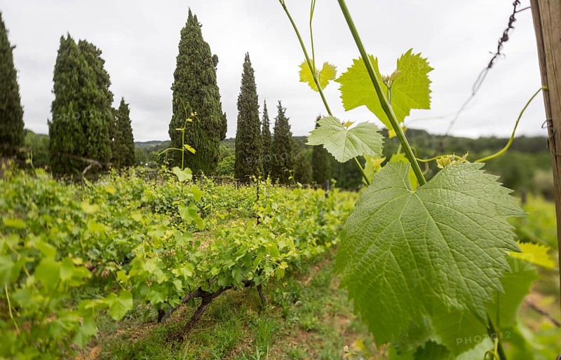 Vine, grapevine (Vitis vinifera), vines and vine leaves of Mateus red wine, Casa de Mateus, palace with large gardens, Arroios, Vila Real district, Portugal, Europe, aerial view, birds-eyes view, travel, travel photography