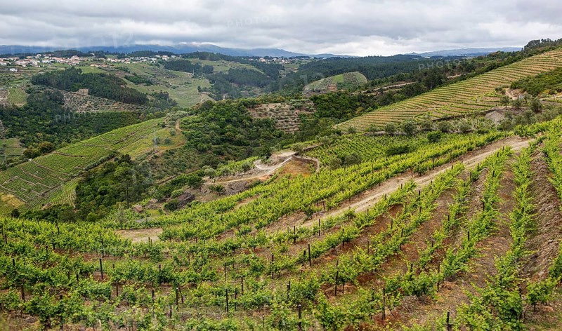 Vineyards in the middle Douro valley, Port wine growing area, Vila Real, Vila Real district, Portugal, Europe, aerial view, birds-eyes view, Travel, Travel photography