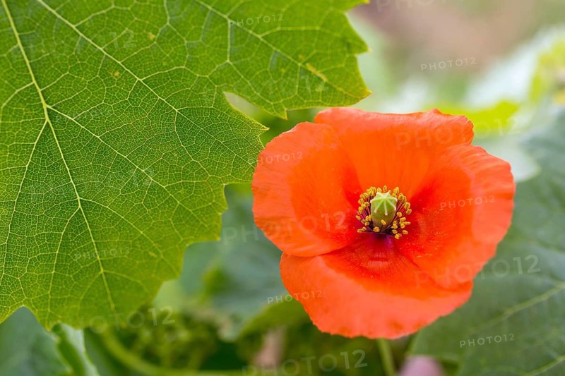 Vine, grapevine (Vitis vinifera), poppy blossom (Papaver rhoeas), vines and vine leaves of Mateus red wine, Casa de Mateus, palace with large gardens, Arroios, Vila Real district, Portugal, Europe, aerial view, birds-eyes view, Travel, travel photography